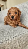 Champion bloodline little Guy, a male Poodle - Toy  for sale in Boiling Springs, SC – 4 of 9