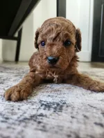 Bobbie, a male Poodle - Toy  for sale in Boiling Springs, SC – Photo 2 of 2