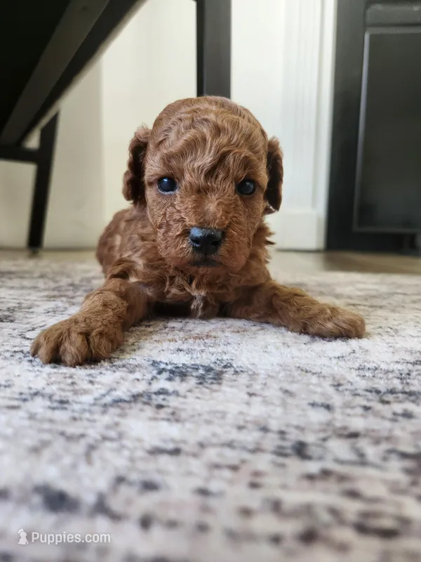 Bobbie – Poodle - Toy  puppy for sale in Boiling Springs, SC