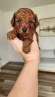 AKC Brownie (Champion bloodline), a male Poodle - Toy  for sale in Boiling Springs, SC – 2 of 5