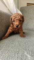 Champion bloodline little Guy, a male Poodle - Toy  for sale in Boiling Springs, SC – 9 of 9