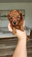Full AKC Brownie (Champion bloodline), a male Poodle - Toy  for sale in Boiling Springs, SC – 3 of 4