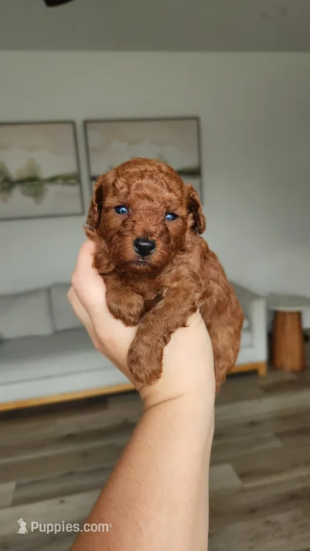 Full AKC Brownie (Champion bloodline) – Poodle - Toy  puppy for sale in Boiling Springs, SC