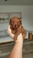 Full AKC Brownie (Champion bloodline), a male Poodle - Toy  for sale in Boiling Springs, SC – 1 of 4