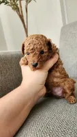 Full AKC (champion bloodline) little Mango, a male Poodle - Toy  for sale in Boiling Springs, SC – 5 of 5