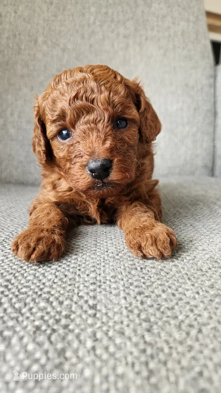 Full AKC Brownie (Champion bloodline) – Poodle - Toy  puppy for sale in Boiling Springs, SC