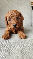 AKC Brownie (Champion bloodline), a male Poodle - Toy  for sale in Boiling Springs, SC – 1 of 5