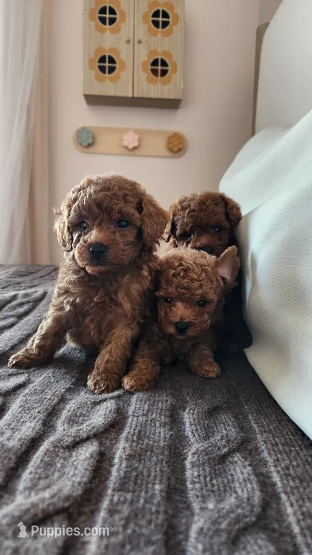 Champion bloodline little Guy – Poodle - Toy  puppy for sale in Boiling Springs, SC