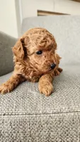 Full AKC (champion bloodline) little Mango, a male Poodle - Toy  for sale in Boiling Springs, SC – 4 of 5