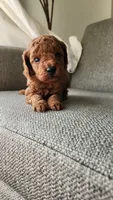 Champion bloodline little Guy, a male Poodle - Toy  for sale in Boiling Springs, SC – 7 of 9