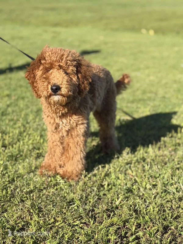 Rusty – Golden Retriever, Miniature Goldendoodle puppy for sale in Stamford, CT