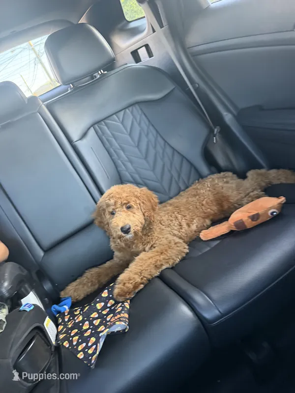 Rusty – Golden Retriever, Miniature Goldendoodle puppy for sale in Stamford, CT