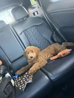 Rusty, a male Goldendoodle for sale in Stamford, CT – 2 of 3