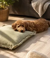Rusty, a male Goldendoodle for sale in Stamford, CT – 1 of 3