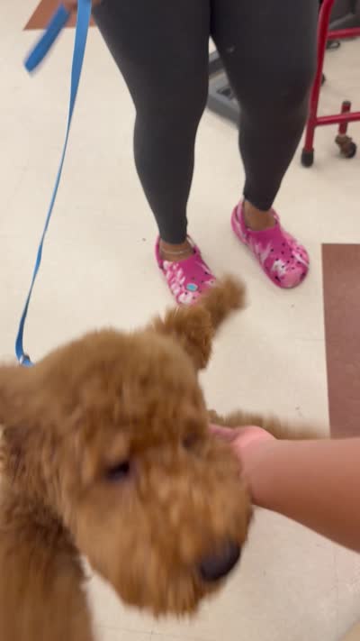 Rusty, a male Goldendoodle for sale in Stamford, CT – 3 of 3