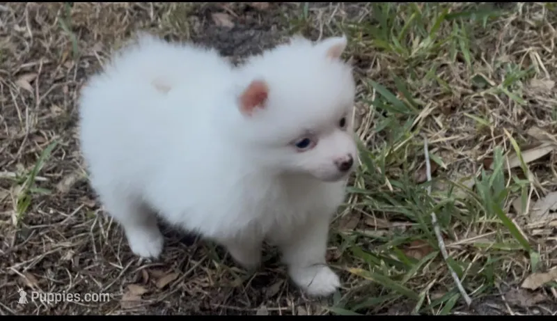 Bobby – Pomeranian puppy for sale in Largo, FL