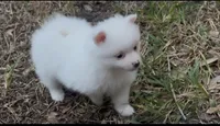Bobby, a male Pomeranian for sale in Largo, FL – 6 of 7