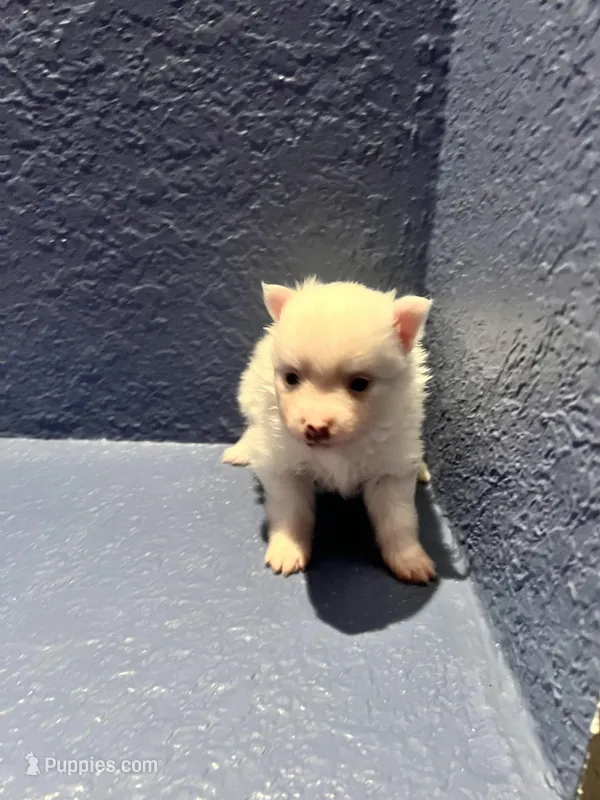 Bobby – Pomeranian puppy for sale in Largo, FL