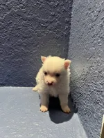 Bobby, a male Pomeranian for sale in Largo, FL – Photo 2 of 2