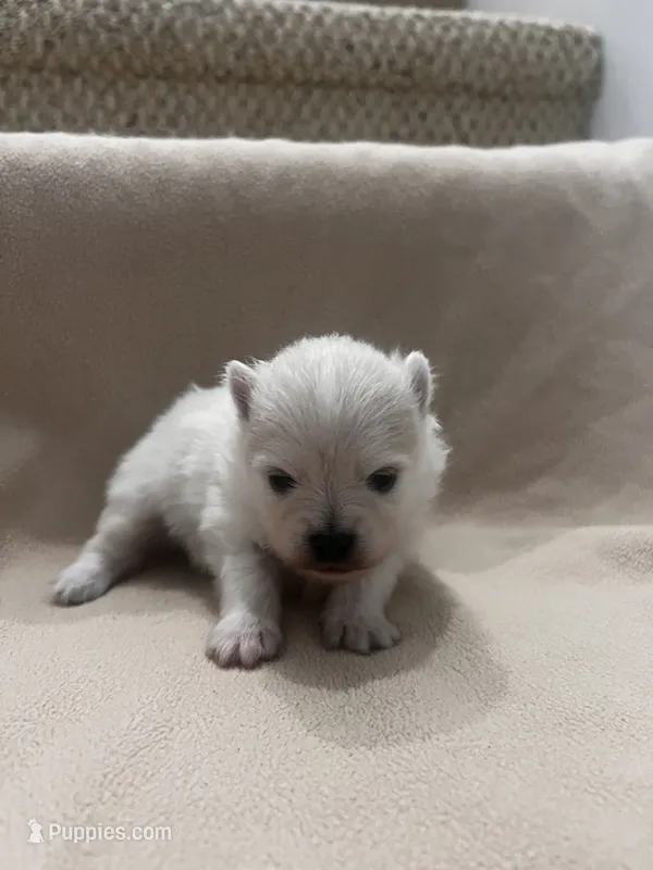 Charlie – Pomeranian puppy for sale in Largo, FL