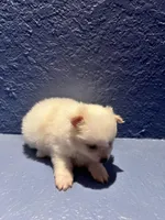 Bernie, a male Pomeranian for sale in Largo, FL – Photo 2 of 4