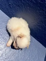 Bernie, a male Pomeranian for sale in Largo, FL – Photo 3 of 4