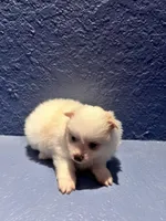 Bernie, a male Pomeranian for sale in Largo, FL – Photo 1 of 4