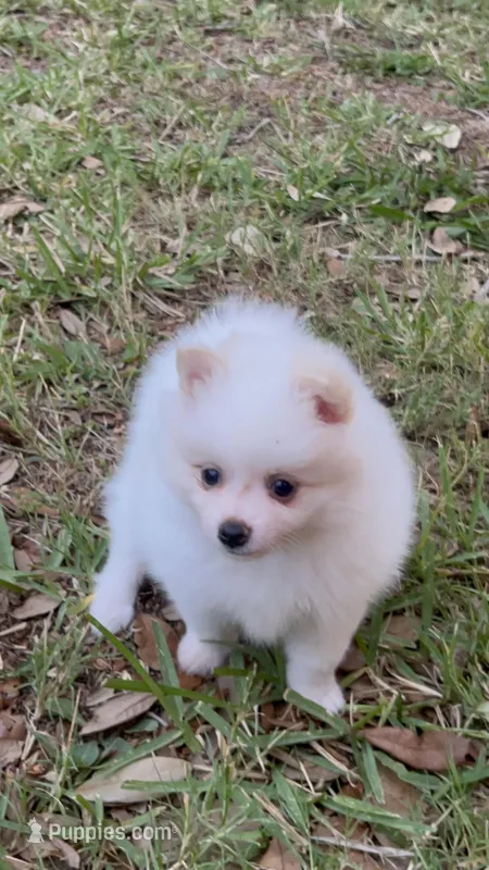Bernie – Pomeranian puppy for sale in Largo, FL