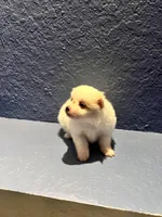 Bernie, a male Pomeranian for sale in Largo, FL – Photo 4 of 4