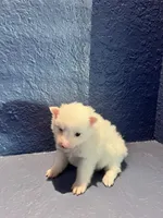 Nala, a female Pomeranian for sale in Largo, FL – Photo 2 of 3