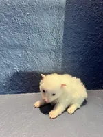 Nala, a female Pomeranian for sale in Largo, FL – Photo 3 of 3