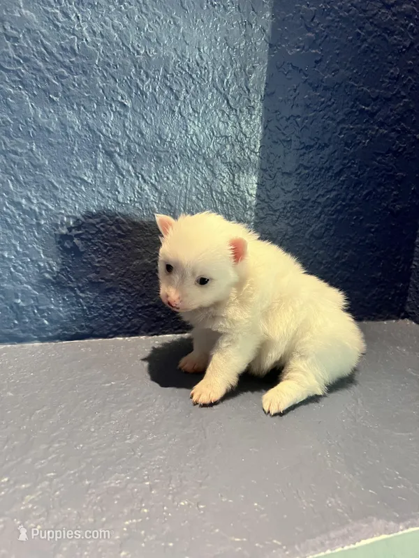 Nala – Pomeranian puppy for sale in Largo, FL