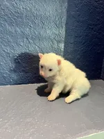 Nala, a female Pomeranian for sale in Largo, FL – Photo 1 of 3