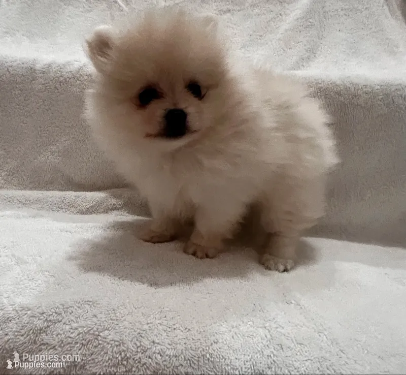 Peanut – Pomeranian puppy for sale in Largo, FL