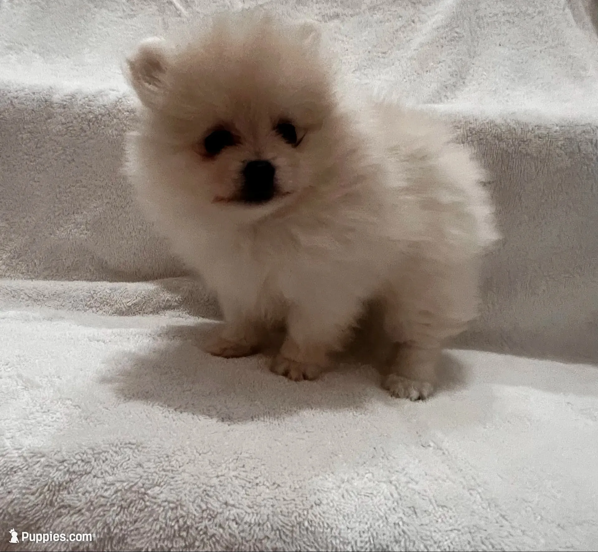 Peanut, a male Pomeranian for sale in Largo, FL – 1 of 7