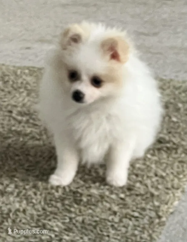 Bernie – Pomeranian puppy for sale in Largo, FL