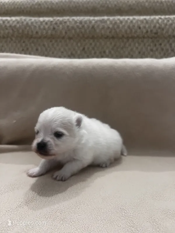 Peanut – Pomeranian puppy for sale in Largo, FL