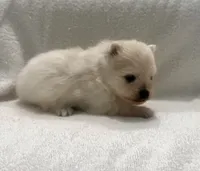 Peanut, a male Pomeranian for sale in Largo, FL – 6 of 7