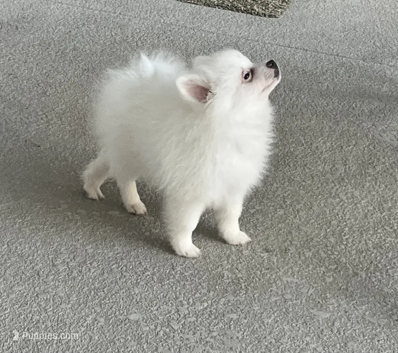 Bobby – Pomeranian puppy on hold in Largo, FL