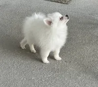 Bobby, a male Pomeranian for sale in Largo, FL – 1 of 7