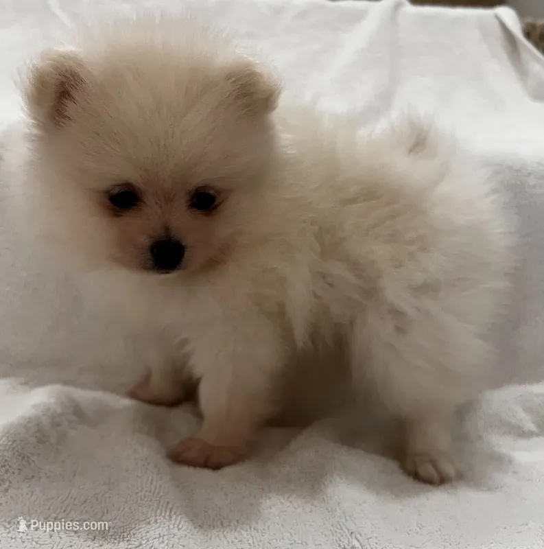 Ken – Pomeranian puppy for sale in Largo, FL