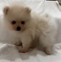 Ken, a male Pomeranian for sale in Largo, FL – 1 of 10