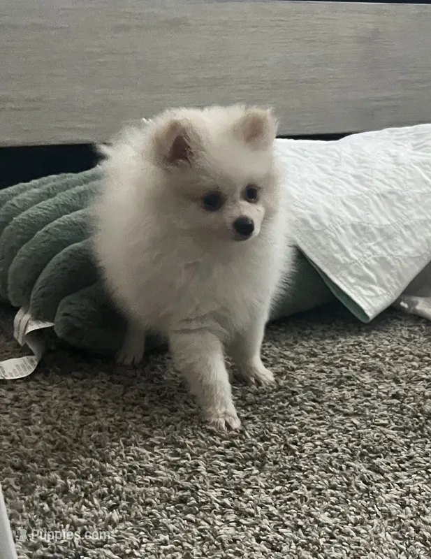Bernie – Pomeranian puppy for sale in Largo, FL