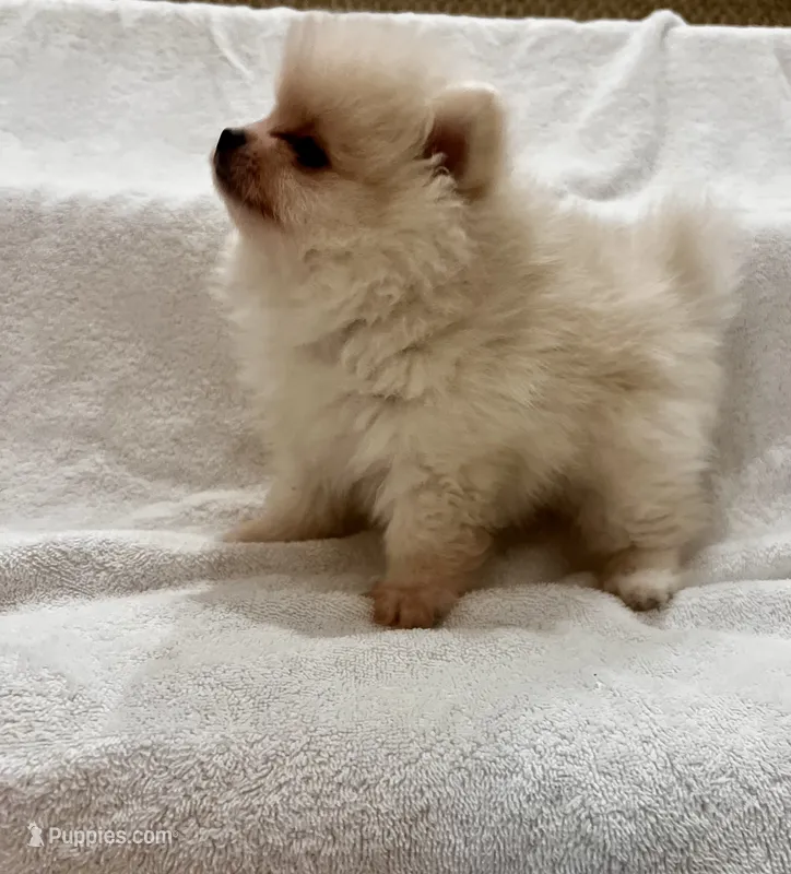 Milo – Pomeranian puppy for sale in Largo, FL
