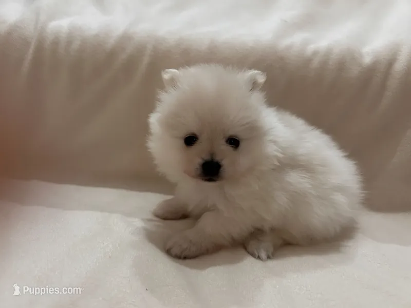 Peanut – Pomeranian puppy for sale in Largo, FL