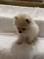 Peanut, a male Pomeranian for sale in Largo, FL – 2 of 7