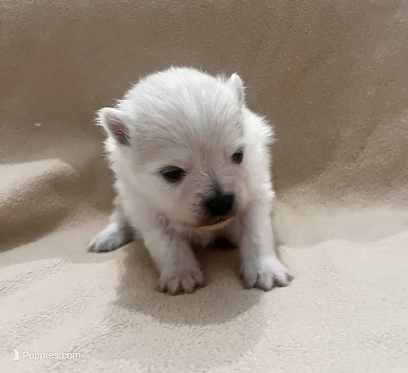 Charlie – Pomeranian puppy for sale in Largo, FL