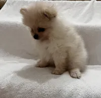 Charlie, a male Pomeranian for sale in Largo, FL – 2 of 8