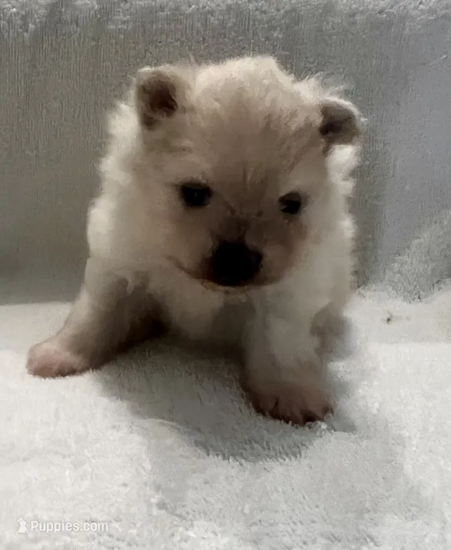 Ken – Pomeranian puppy for sale in Largo, FL