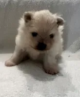 Ken, a male Pomeranian for sale in Largo, FL – 7 of 10